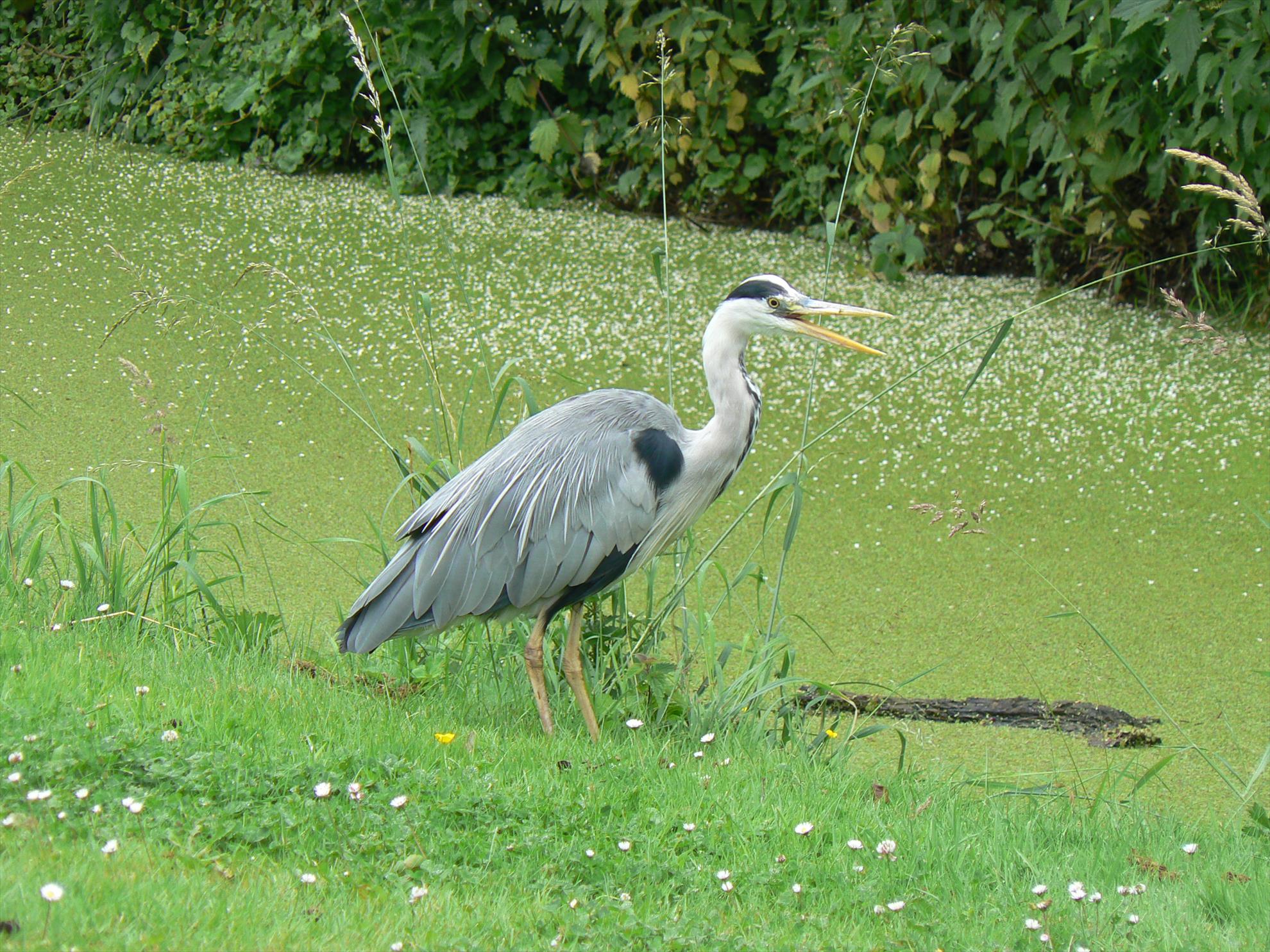 Pasari salbatice - p1030364.JPG